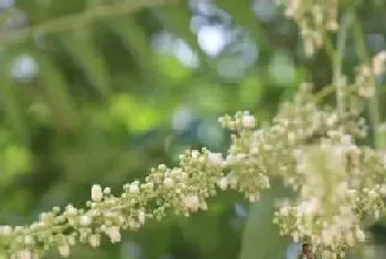 香椿开花吗,开花什么样子?