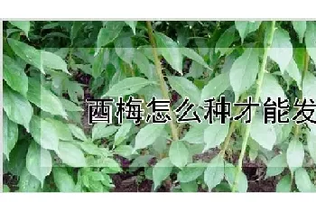 西梅怎么种才能发芽