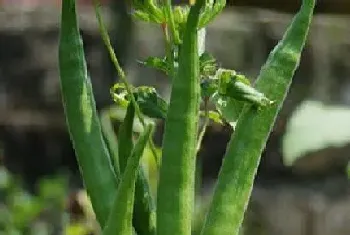 秋葵种植间距是多少?秋葵种植方法和注意事项