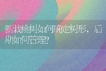 新栽桃树如何确定树形,后期如何管理?