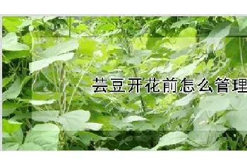 芸豆开花前怎么管理