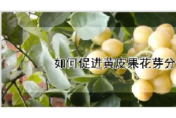 如何促进黄皮果花芽分化