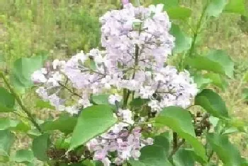 丁香花花语及代表意义?