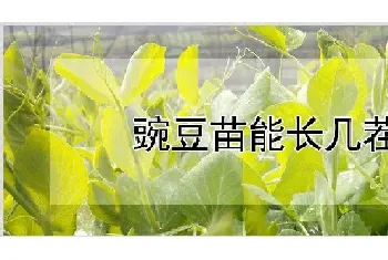 豌豆苗能长几茬