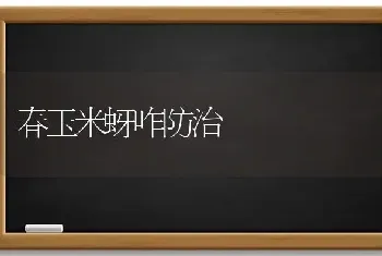 春玉米蚜咋防治