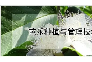 芭乐种植与管理技术