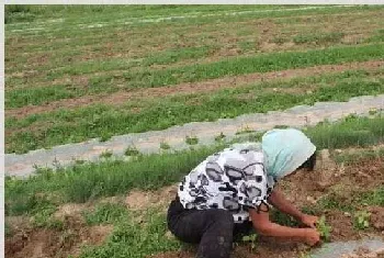 芝麻种植技术及管理措施