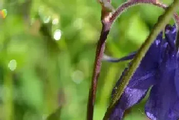 耧斗菜一年开几次花?耧斗菜形态特征与植物学史