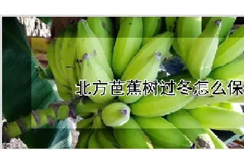 北方芭蕉树过冬怎么保护