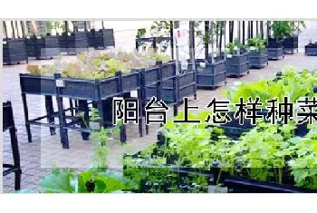 阳台上怎样种菜