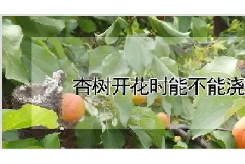 杏树开花时能不能浇水