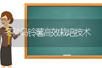 冬种马铃薯高效栽培技术