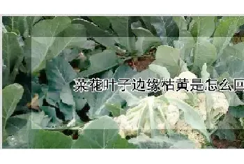 菜花叶子边缘枯黄是怎么回事