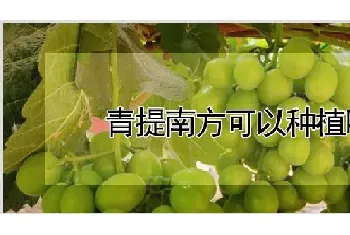 青提南方可以种植吗