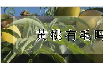 黄桃有毛吗