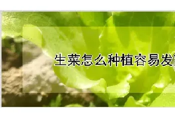 生菜怎么种植容易发芽