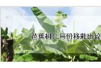 芭蕉树几月份移栽比较好