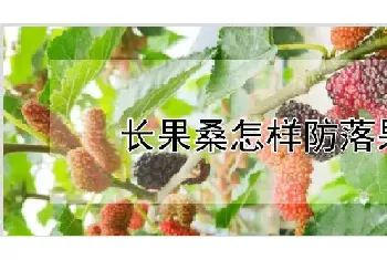 长果桑怎样防落果