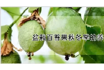 盆栽百香果秋冬季的养护