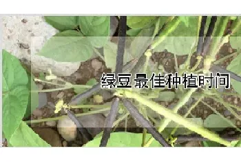 绿豆最佳种植时间