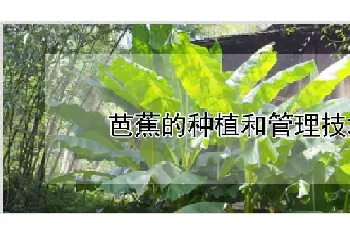 芭蕉的种植和管理技术