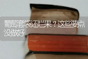 葡萄套袋还烂果?这些要点没做好