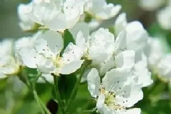 茉莉花秋天开花吗?茉莉花形态特征与植物学史