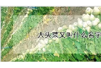 大头菜又叫什么名字