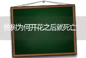 桃树为何开花之后就死亡