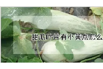 甜瓜叶片有小黄点怎么了