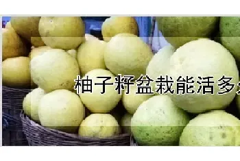 柚子籽盆栽能活多久