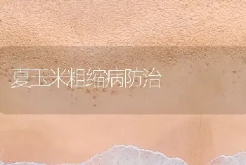 夏玉米粗缩病防治