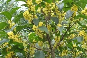 桂花树风水作用与寓意,家里种桂花树风水禁忌