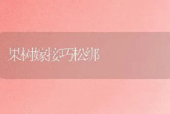 果树嫁接巧松绑