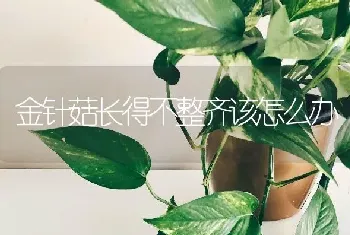 金针菇长得不整齐该怎么办