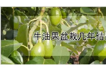 牛油果盆栽几年结果