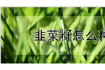 韭菜籽怎么种