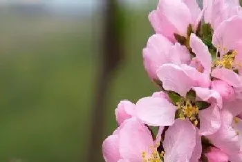 樱桃几月开花几月结果,在什么时候成熟上市?