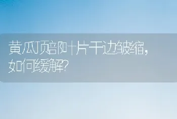 黄瓜顶部叶片干边皱缩, 如何缓解?