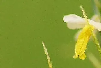 小麦花期是什么时候?