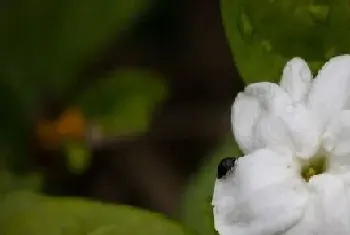 茉莉花适合家里养吗,在屋里养好不好?