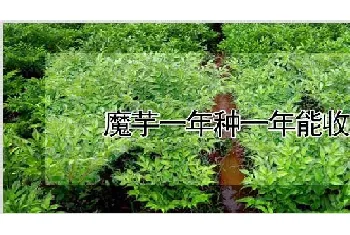 魔芋一年种一年能收吗