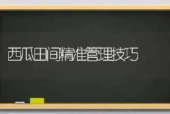 西瓜田间精准管理技巧