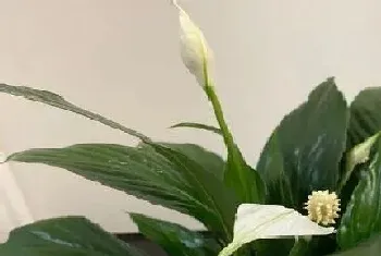 白鹤芋一年开几次花?白鹤芋形态特征与植物学史