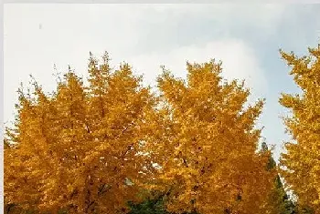 银杏产地及其种植技术