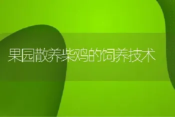 果园散养柴鸡的饲养技术