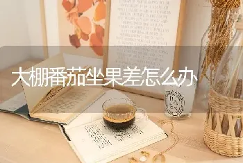 大棚番茄坐果差怎么办