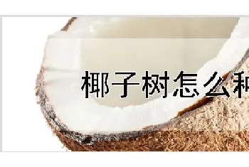 椰子树怎么种