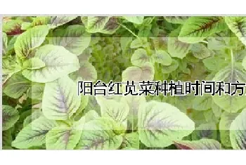 阳台红苋菜种植时间和方法