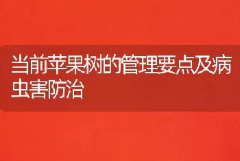 当前苹果树的管理要点及病虫害防治